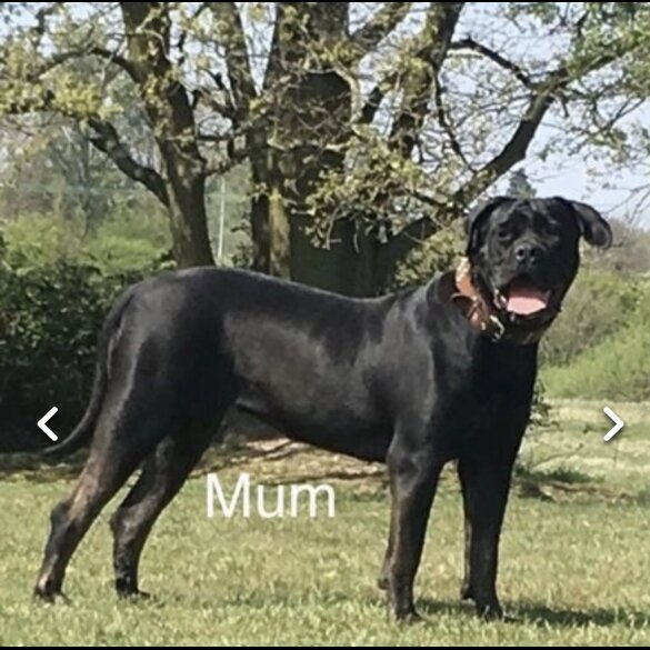 Cane Corso