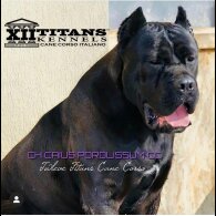 Cane Corso