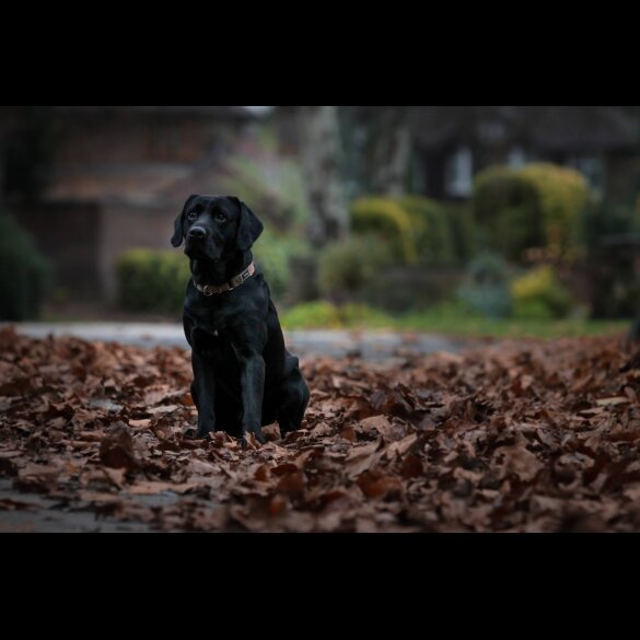 Labrador Retriever