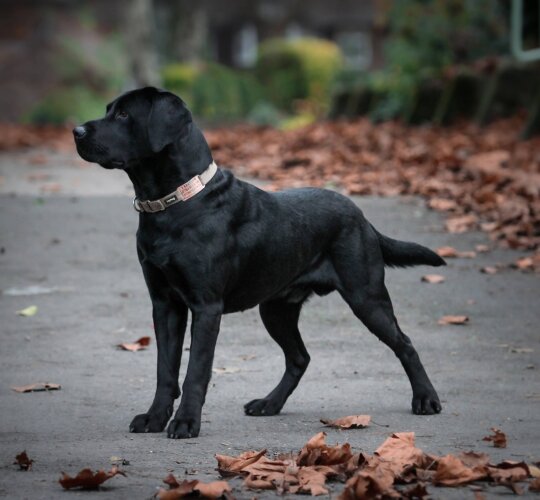 Labrador Retriever