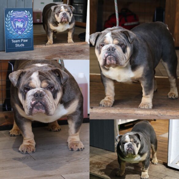 English Bulldog