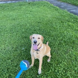 Labrador Retriever