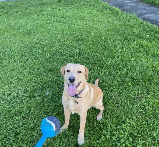 Labrador Retriever