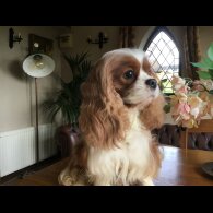 Cavalier King Charles Spaniel