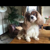 Cavalier King Charles Spaniel