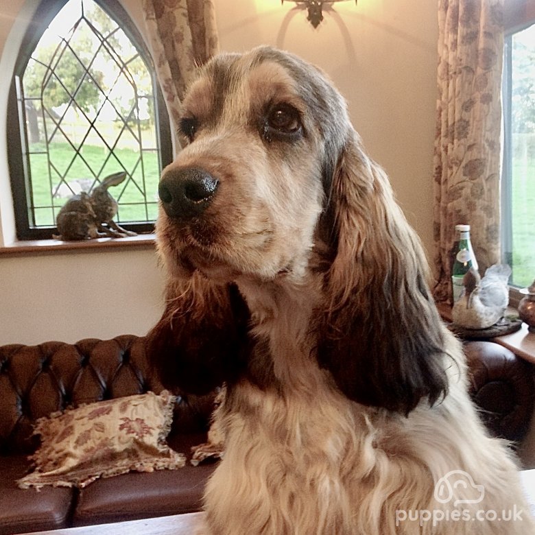 Chocolate sable clearance cocker spaniel