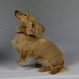 Dachshund (Standard &amp; Miniature) - Dogs