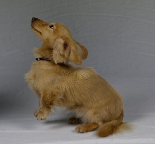 Dachshund (Standard &amp; Miniature)