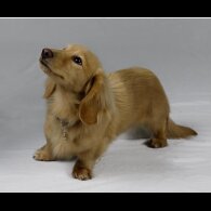 Dachshund (Standard &amp; Miniature) - Dogs