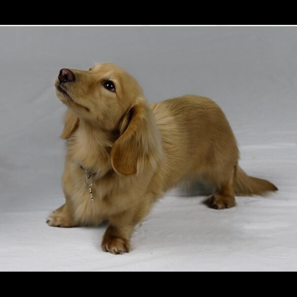 Dachshund (Standard &amp; Miniature) - Dogs