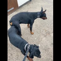 Doberman