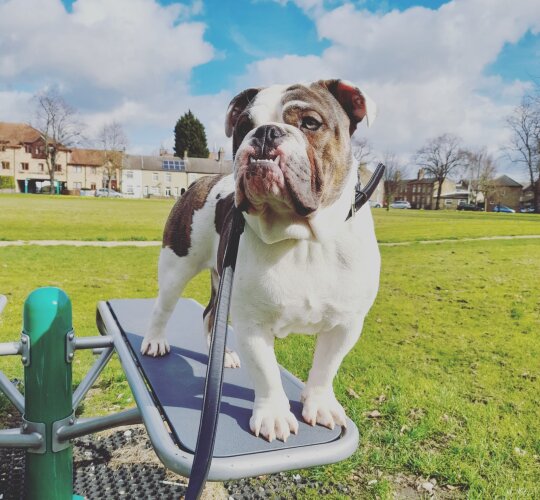 Dorset Olde Tyme Bulldogge