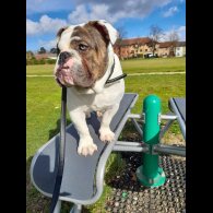 Dorset Olde Tyme Bulldogge - Dogs