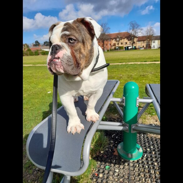 Dorset Olde Tyme Bulldogge - Dogs