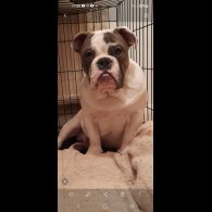 Dorset Olde Tyme Bulldogge - Dogs