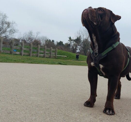 Dorset Olde Tyme Bulldogge