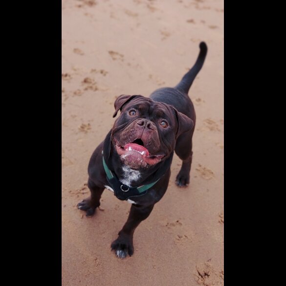 Dorset Olde Tyme Bulldogge