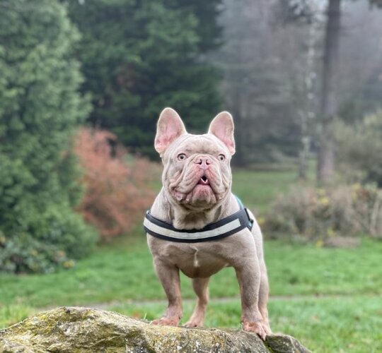 French Bulldog