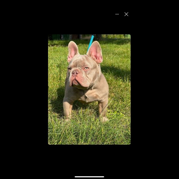 French Bulldog