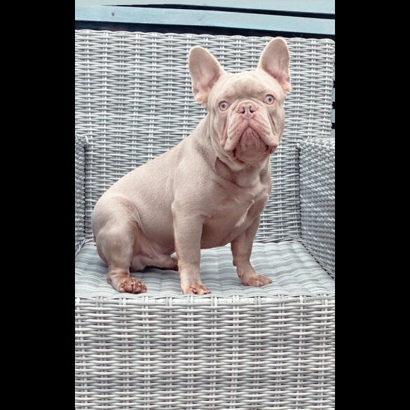 French Bulldog