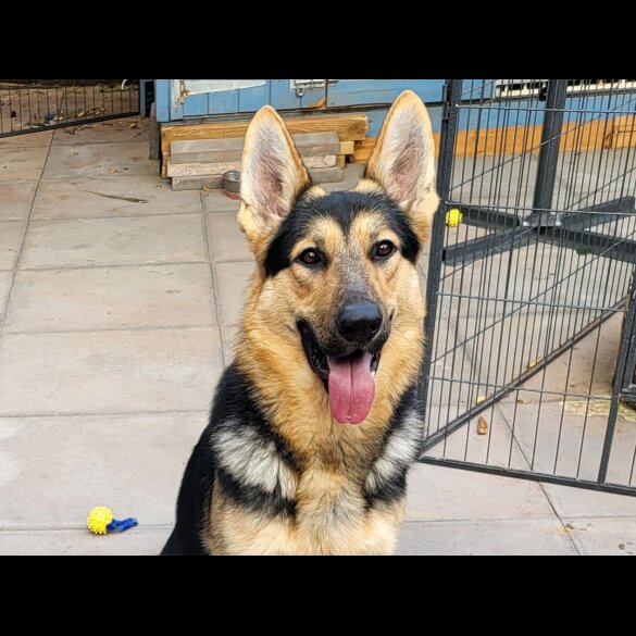 German Shepherd (Alsatian)