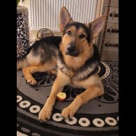 German Shepherd (Alsatian)