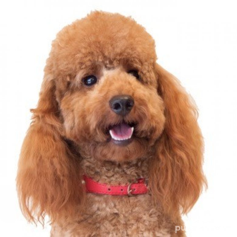 Miniature poodle stud best sale