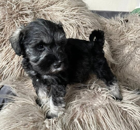 Miniature Schnauzer