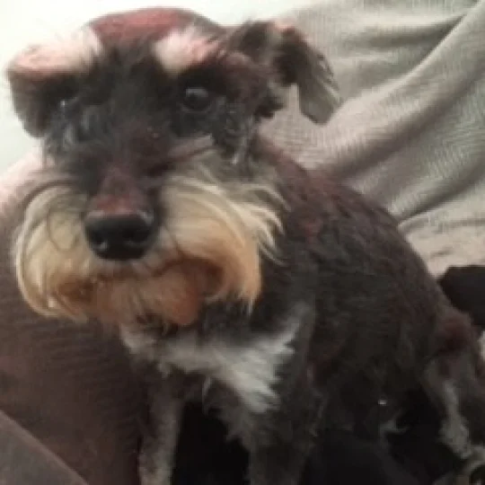 Miniature Schnauzer Puppies For Sale In The Uk Puppies Co Uk