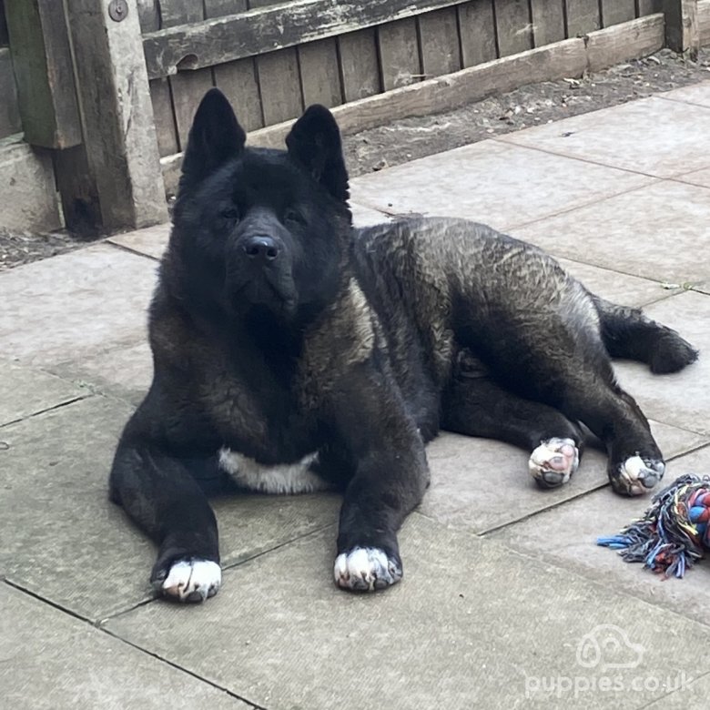 Akita | Stud | Nuneaton, Warwickshire - American Akita For Stud