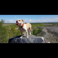 Alapaha Blue Blood Bulldog