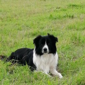 Border Collie