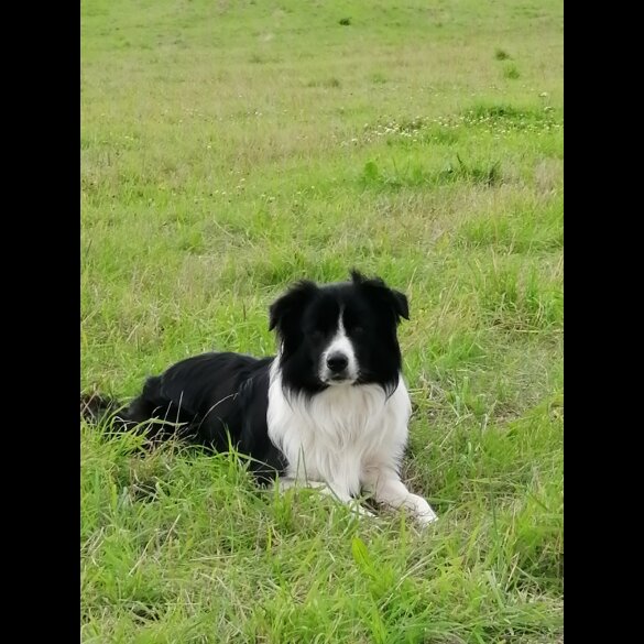 Border Collie