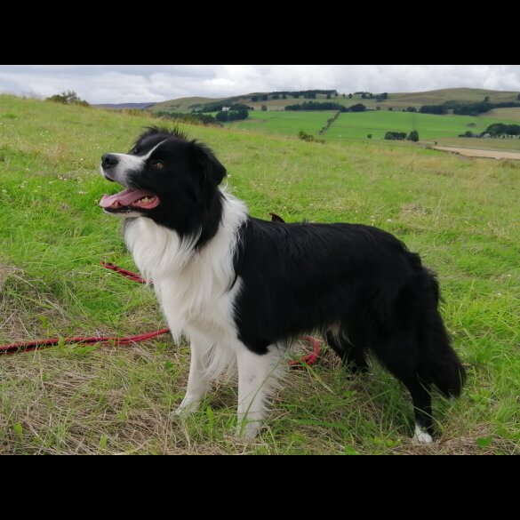 Border Collie