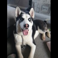 Siberian Husky