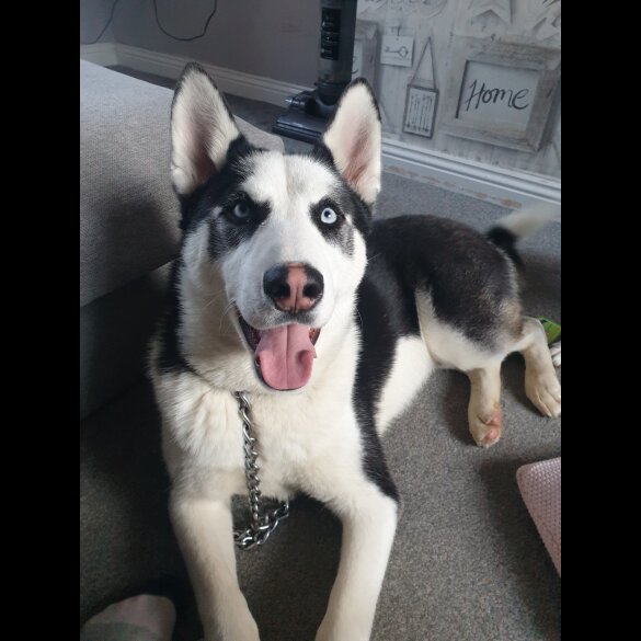 Siberian Husky