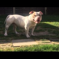 American Bulldog