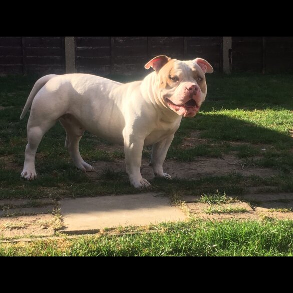 American Bulldog