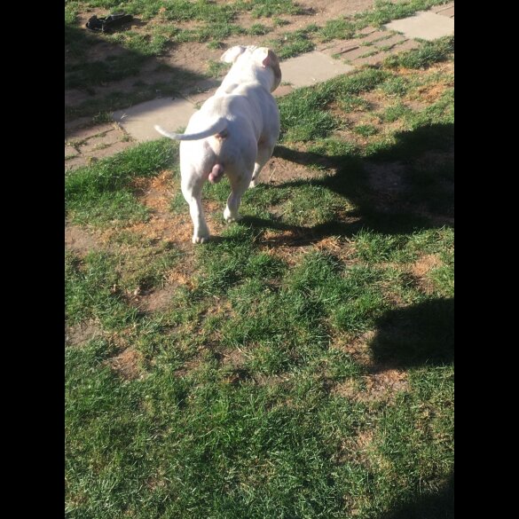 American Bulldog