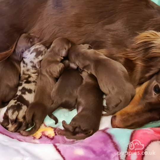 Dachshund (Standard & Miniature) puppies for Sale in the UK | Puppies.co.uk