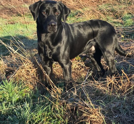 Labrador Retriever