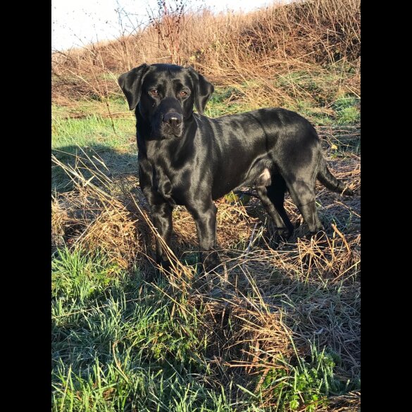 Labrador Retriever