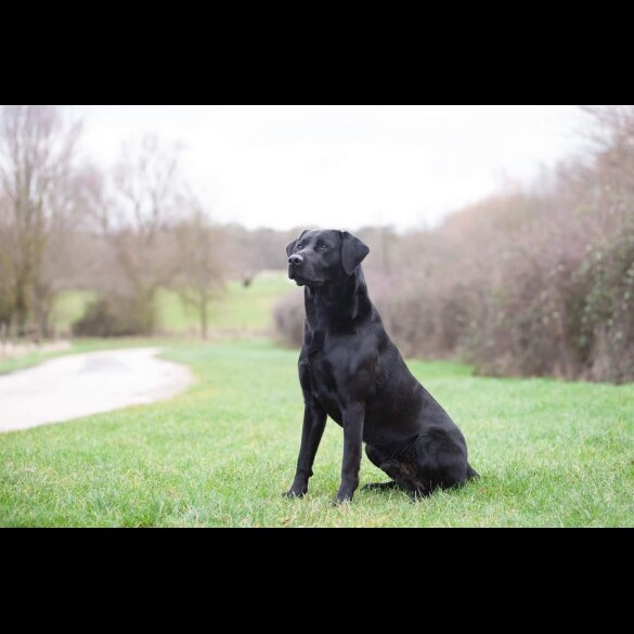 Labrador Retriever