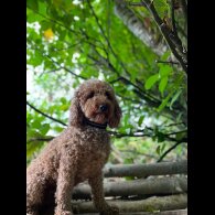 Miniature Poodle