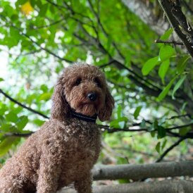 Miniature Poodle