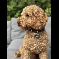 Miniature Poodle