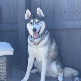 Siberian Husky