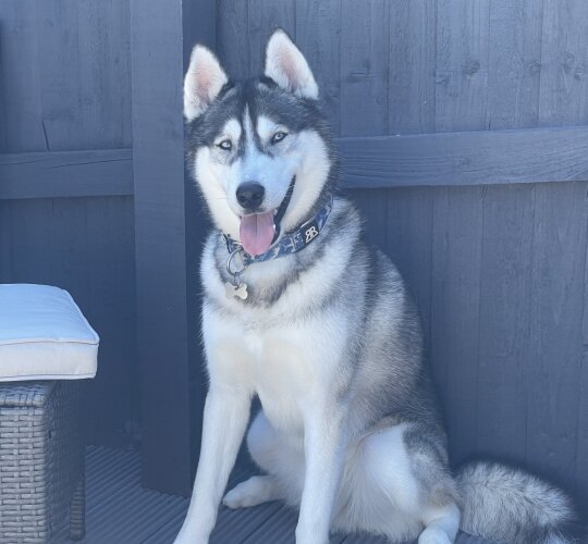 Siberian Husky