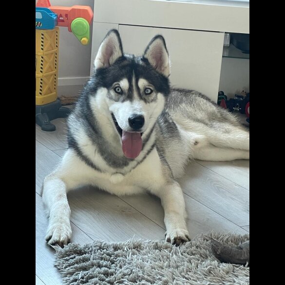 Siberian Husky