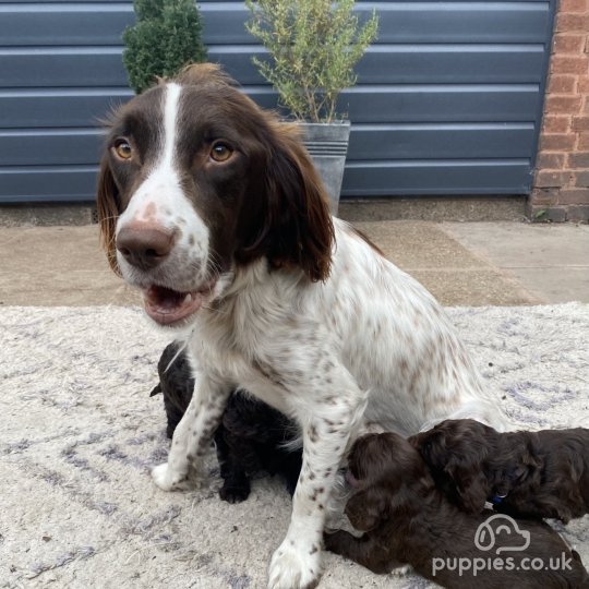 Sproodle puppies for Sale in the UK | Puppies.co.uk